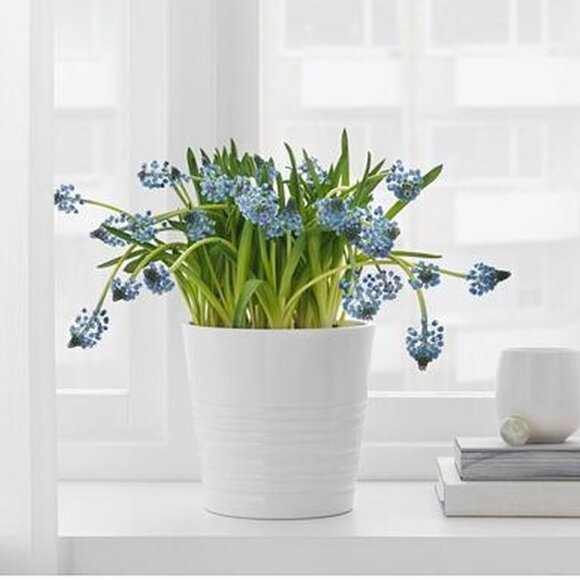 IKEA - MUSKOT Plant Pot = 15cm - Picture 2 of 14